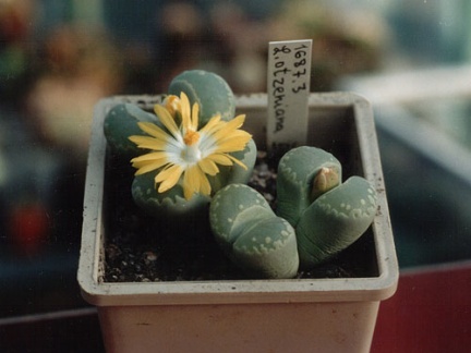 Lithops otzeniana