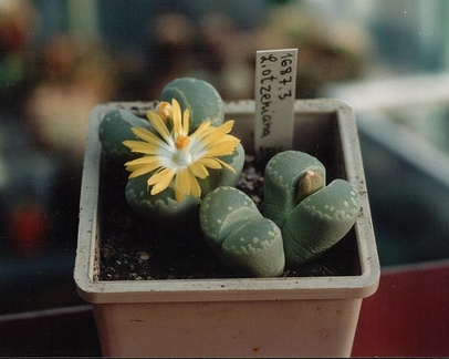 Lithops otzeniana