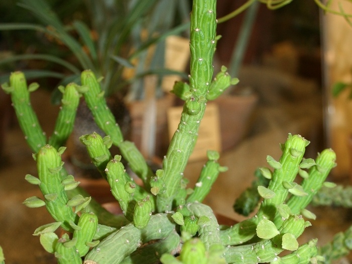 Monadenium ellenbeckii