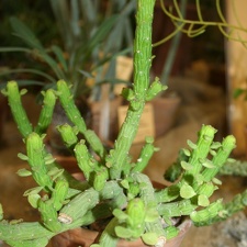Monadenium ellenbeckii