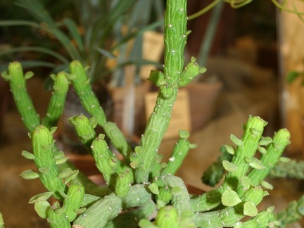 Monadenium ellenbeckii