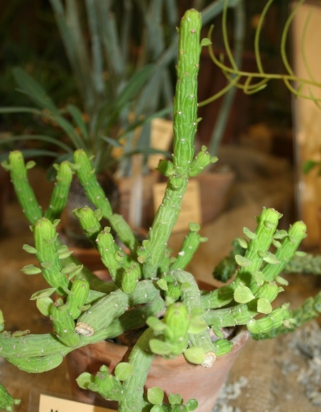 Monadenium_ellenbeckii.JPG