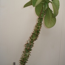 Monadenium magnificum