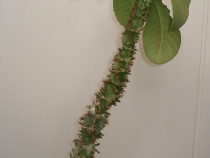 Monadenium magnificum
