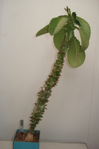 Monadenium_magnificum.JPG
