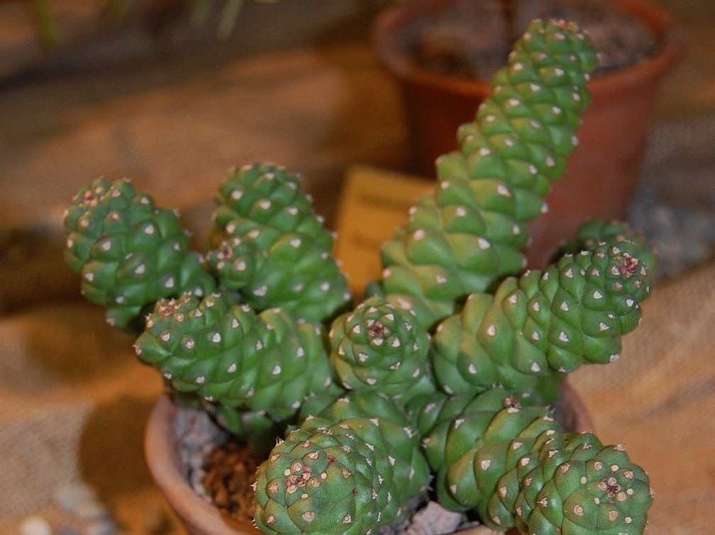 Monadenium ritchiei