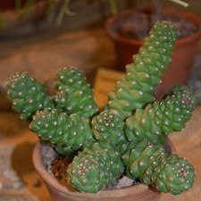 Monadenium ritchiei