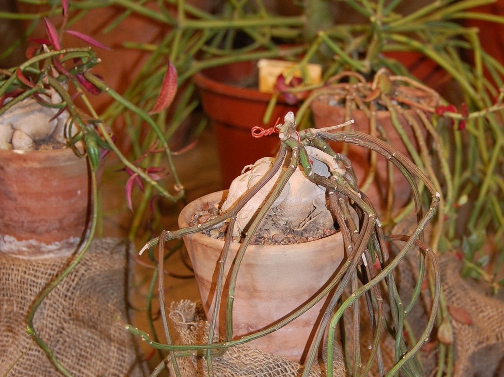 Monadenium rubellum