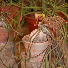 Monadenium rubellum
