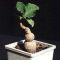 Monadenium sp.