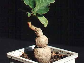 Monadenium sp.