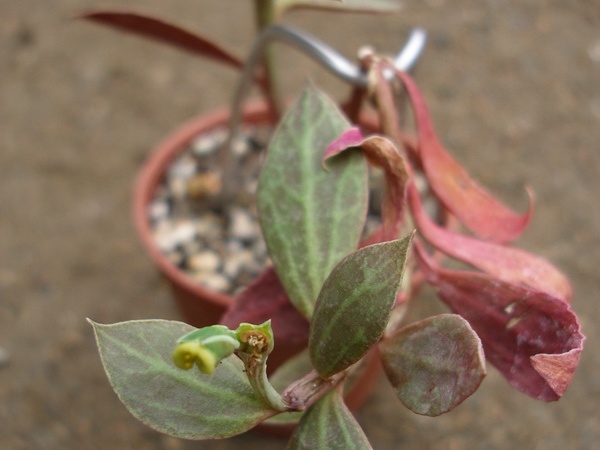 Monadenium stoloniferum  Euphorbia neostolonifera