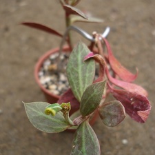 Monadenium stoloniferum  Euphorbia neostolonifera