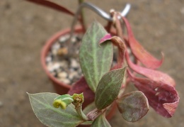 Monadenium stoloniferum  Euphorbia neostolonifera