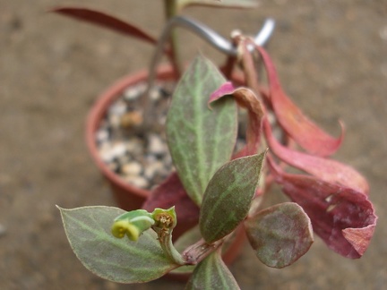 Monadenium stoloniferum  Euphorbia neostolonifera