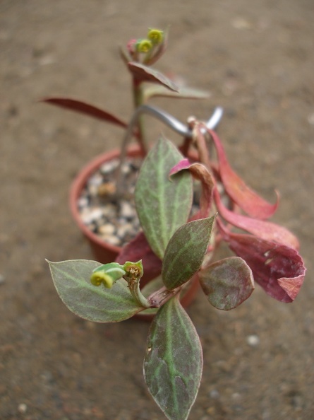Monadenium_stoloniferum__Euphorbia_neostolonifera.JPG