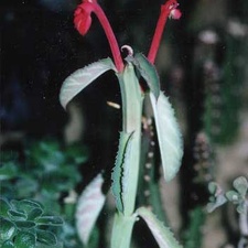 Monadenium coccineum
