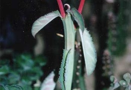 Monadenium coccineum