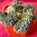 Monanthes brachycaulos