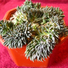 Monanthes brachycaulos
