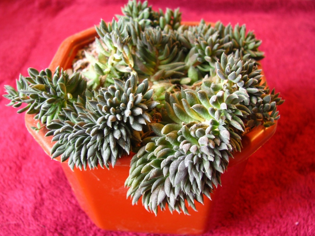 Monanthes brachycaulos (3208 відвідувань) Monanthes brachycaulos