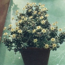 Monanthes muralis