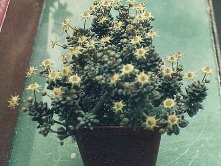 Monanthes muralis