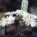 Ophtalmophyllum dinteri