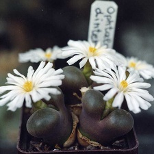 Ophtalmophyllum dinteri