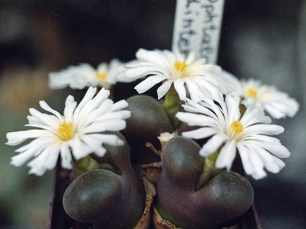 Ophtalmophyllum dinteri