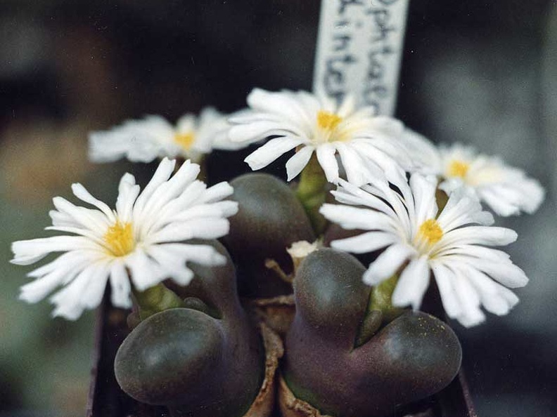 Ophtalmophyllum dinteri