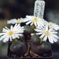 Ophtalmophyllum-dinteri.jpg