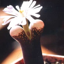 Ophthalmophyllum friedrichii