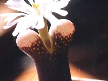 Ophthalmophyllum friedrichii