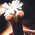 Ophtalmophyllum_fridrichii.jpg