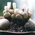Ophthalmophyllum praesectum