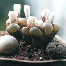 Ophthalmophyllum praesectum