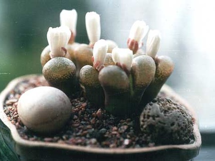 Ophthalmophyllum praesectum