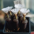 Ophthalmophyllum lydiae