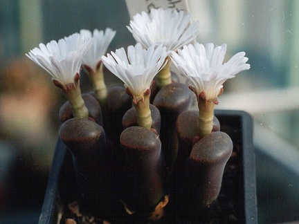 Ophthalmophyllum lydiae