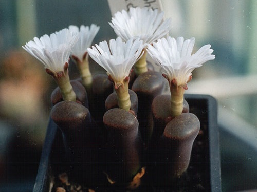 Ophthalmophyllum lydiae