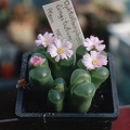 Ophthalmophyllum longitubum