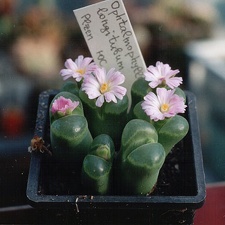 Ophthalmophyllum longitubum
