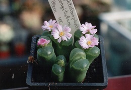 Ophthalmophyllum longitubum