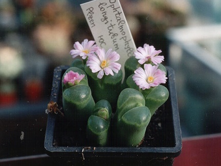 Ophthalmophyllum longitubum