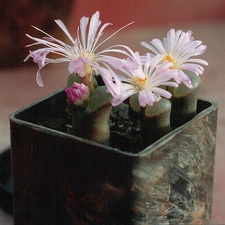 Ophthalmophyllum praesectum