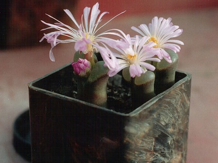 Ophthalmophyllum praesectum