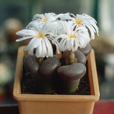 Ophthalmophyllum sp.