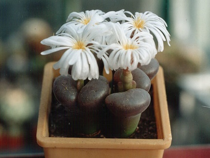 Ophthalmophyllum sp.