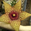 Orbea cv Halumna River